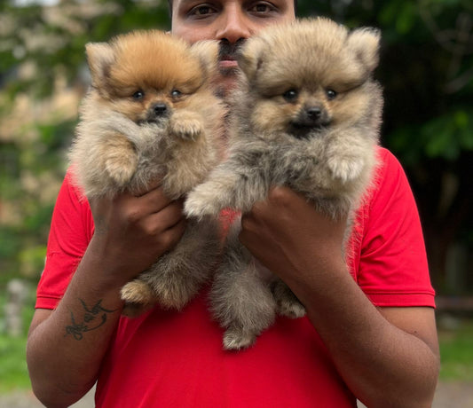 Buy Male & Female Toy Pom Puppies Available For Sale In Ahmedabad.
