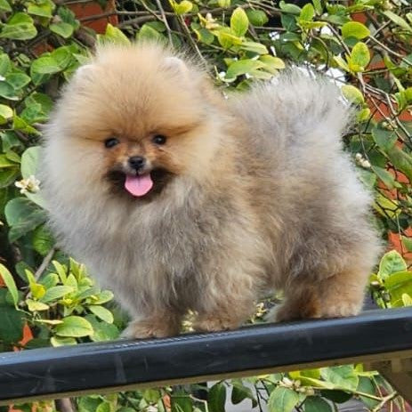 Buy Brown Male & Female Toy Pomeranian Puppies Available For Sale At Goa.

