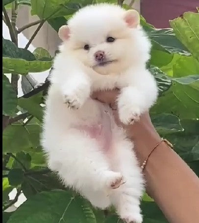 We have white coat toy pom male puppy available in goa.