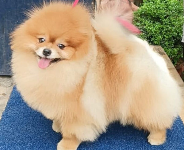 Fawn Colored Toy Pom Male Puppy Available For Sale.