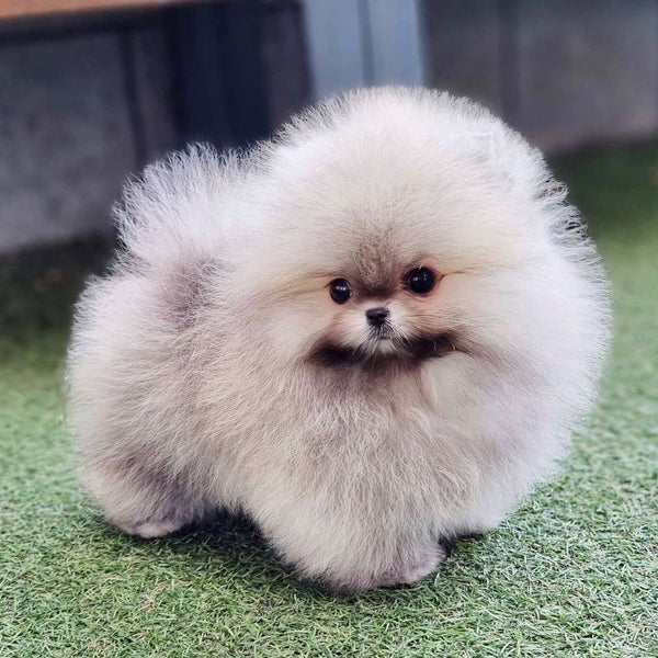 Get Brown Furry Toy Pomeranian Puppy Available At Goa.