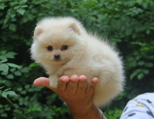 Purchase alert toy pomeranian puppies available in hyderabad.
