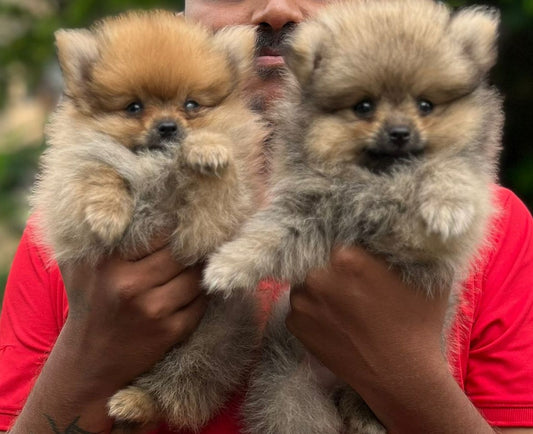 We have cheerful toy pomeranian puppies from hyderabad. 

