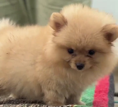 Buy toy pomeranian puppies from hyderabad at best quality .
