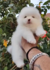 Male Toy pom Puppies Available For Sale.
