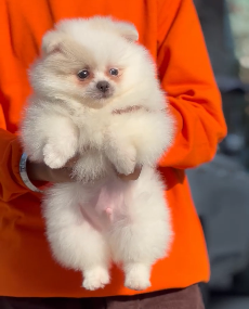 Male & Female Toy Pom Puppies Available For Sale.

