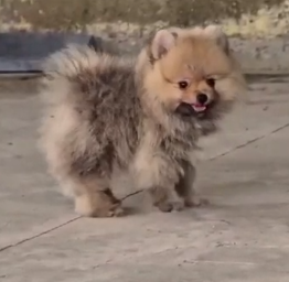 We have Male Toy Pom Puppies Available For Sale.
