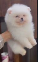 Purchase Family Friendly Toy Pom Puppies Available For Sale.
