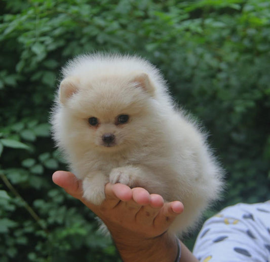 Get Tiny Male Toy Pomeranian Puppy Available In Pune.