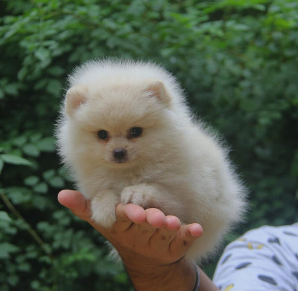 Get Tiny Male Toy Pomeranian Puppy Available In Pune.