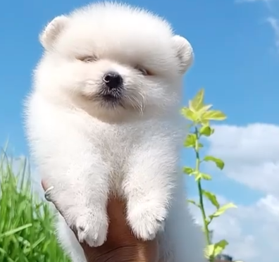 Get Fluffy Male Pomeranian Puppy .