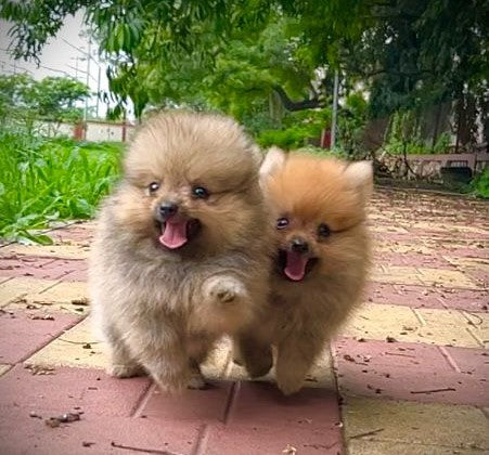 Buy feisty toy pomeranian puppies available for sale in jaipur.

