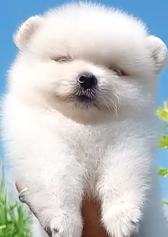 Buy feisty toy pomeranian puppies available for sale in chennai.
