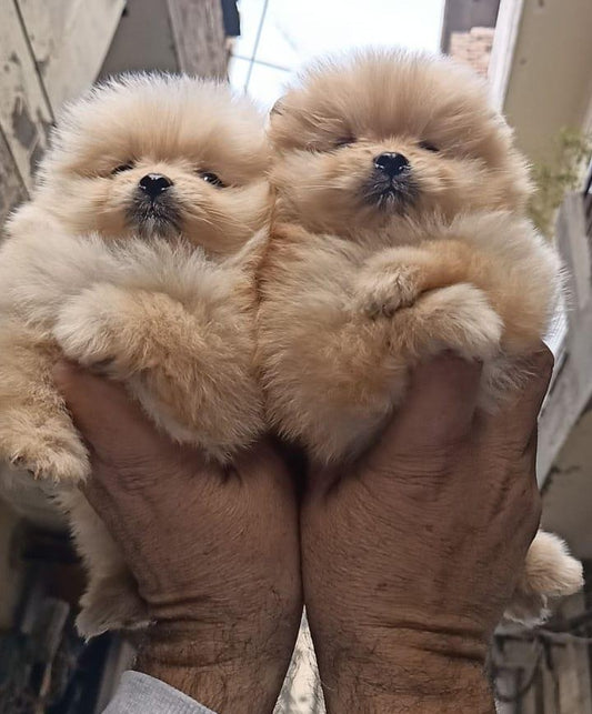 Purchase alert toy pomeranian puppies available in jaipur.
