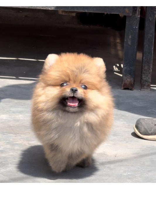 Purchase alert toy pomeranian puppies available in chennai.
