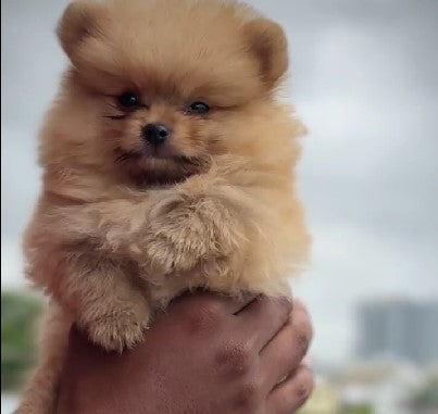 We have cheerful toy pomeranian puppies from jaipur. 
