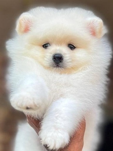 We have cheerful toy pomeranian puppies from chennai. 
