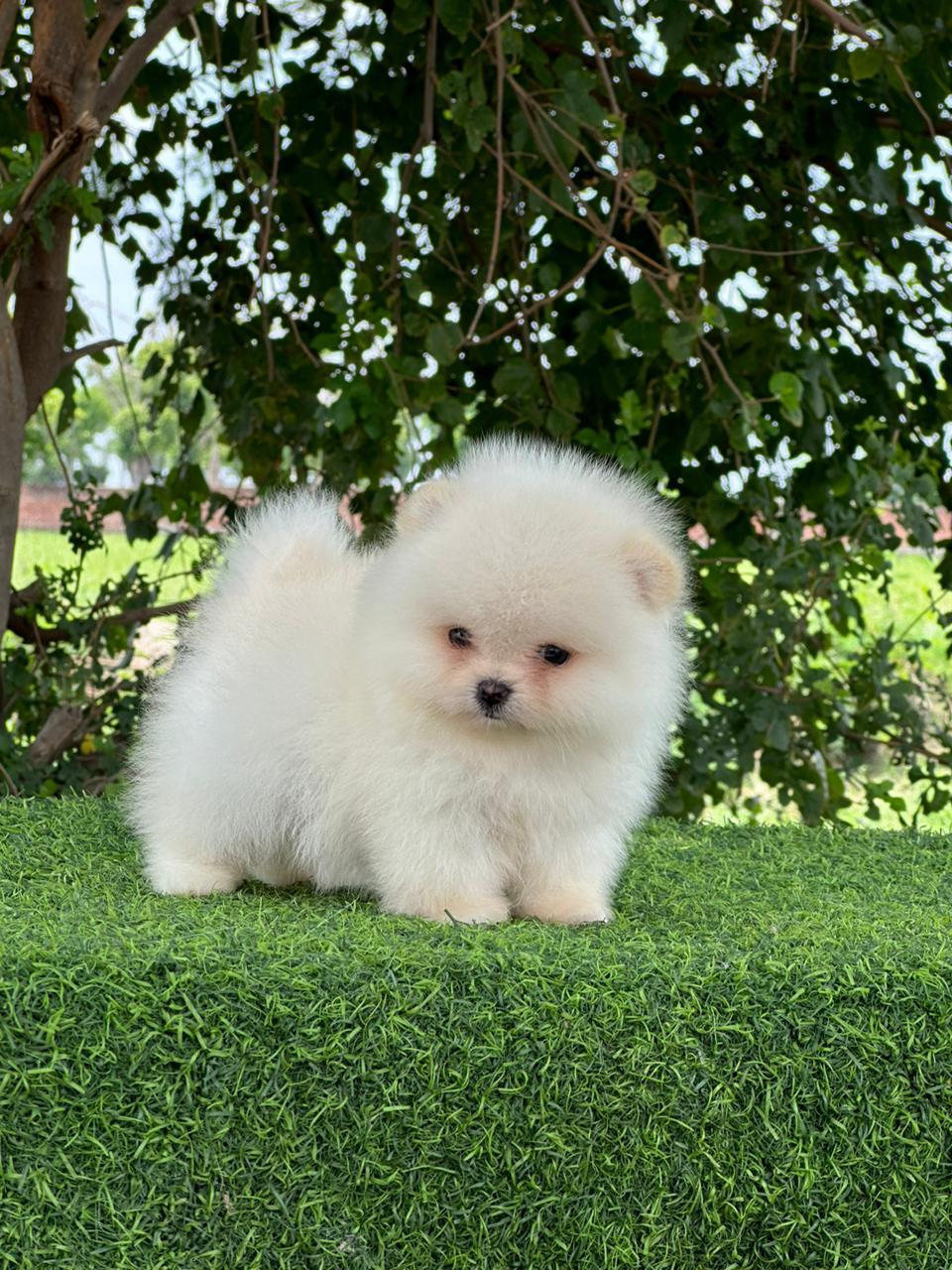 Buy toy pomeranian puppies from chennai at best quality

