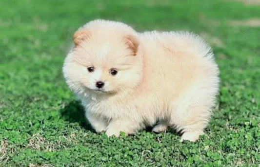 Furry Toy Pomeranian Puppy Available For Sale.