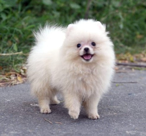 Fluffy Male Toy Pomeranian Puppy Available For Sale In Delhi.