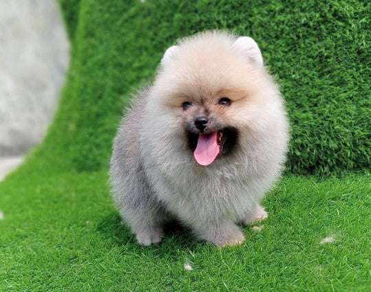 Buy fluffy toy pomeranian puppy from delhi