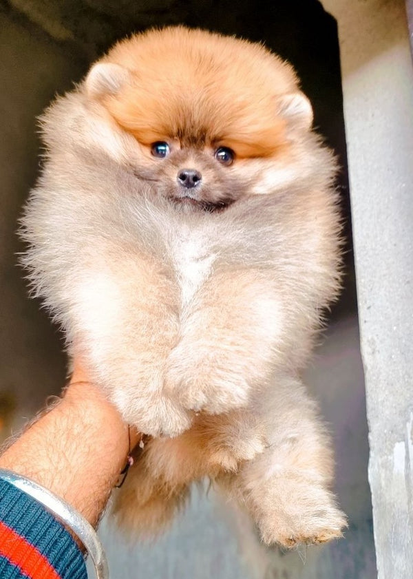 We have Male & Female Toy Pomeranian  Puppies Available For Sale In Delhi.
