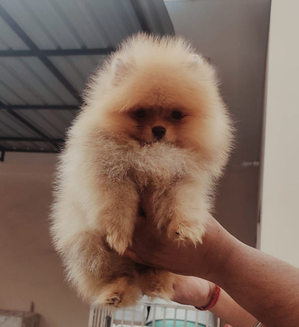 We Have Energetic Toy Pomeranian Puppies Available For Sale In Delhi.
