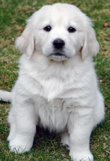 Fluffy, Adorable, Palyful Golden Retriever Puppy