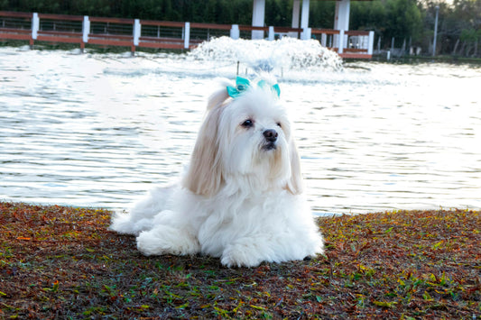 We have fluffy lhasa apso puppies available for sale.