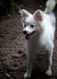 Family Friendly Pomeranian Puppies Available For Sale.
